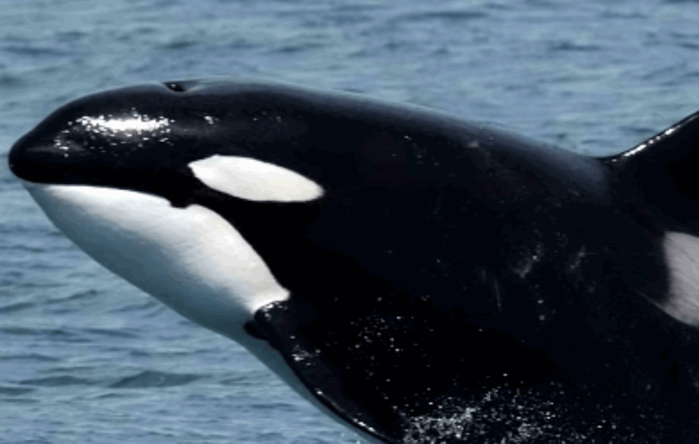 PREŠAO BRANU PA SE ZAGLAVIO: Grbavi kit zaglavljen u reci našao put do mora